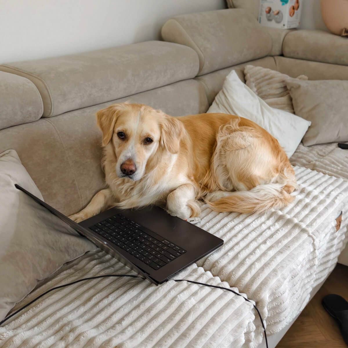 Dog on the couch